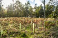 Foto: Junge Baumtriebe